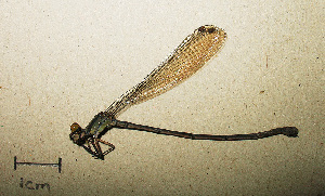  ( - RMNH.INS.509786)  @12 [ ] CreativeCommons - Attribution Non-Commercial Share-Alike (2013) Unspecified Naturalis Biodiversity Center