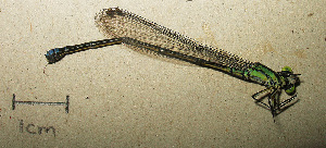  ( - RMNH.INS.509797)  @12 [ ] CreativeCommons - Attribution Non-Commercial Share-Alike (2013) Unspecified Naturalis Biodiversity Center