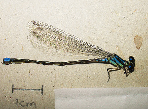  ( - RMNH.INS.509800)  @12 [ ] CreativeCommons - Attribution Non-Commercial Share-Alike (2013) Unspecified Naturalis Biodiversity Center