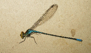  (Pseudagrion punctum - RMNH.INS.509801)  @11 [ ] CreativeCommons - Attribution Non-Commercial Share-Alike (2013) Unspecified Naturalis Biodiversity Center