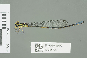  (Pseudagrion angolense - RMNH.INS.559464)  @14 [ ] CreativeCommons - Attribution Non-Commercial Share-Alike (2013) Unspecified Naturalis Biodiversity Center