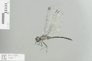  (Trithemis nuptialis - RMNH.INS.559512)  @13 [ ] CreativeCommons - Attribution Non-Commercial Share-Alike (2013) Unspecified Naturalis Biodiversity Center