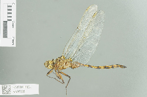  (Orthetrum robustum - RMNH.INS.559568)  @14 [ ] CreativeCommons - Attribution Non-Commercial Share-Alike (2013) Unspecified Naturalis Biodiversity Center