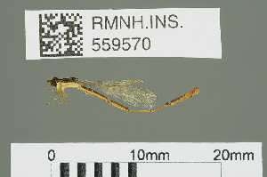  (Agriocnemis exilis - RMNH.INS.559570)  @13 [ ] CreativeCommons - Attribution Non-Commercial Share-Alike (2013) Unspecified Naturalis Biodiversity Center