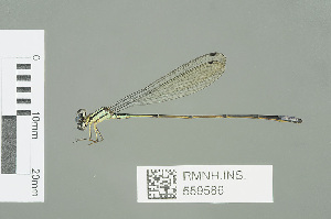  (Pseudagrion simonae - RMNH.INS.559586)  @14 [ ] CreativeCommons - Attribution Non-Commercial Share-Alike (2013) Unspecified Naturalis Biodiversity Center