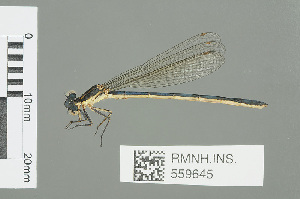  (Pseudagrion furcigerum - RMNH.INS.559645)  @14 [ ] CreativeCommons - Attribution Non-Commercial Share-Alike (2013) Unspecified Naturalis Biodiversity Center