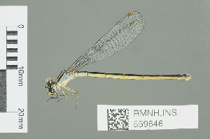  (Pseudagrion draconis - RMNH.INS.559646)  @13 [ ] CreativeCommons - Attribution Non-Commercial Share-Alike (2013) Unspecified Naturalis Biodiversity Center