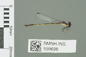  ( - RMNH.INS.559698)  @13 [ ] CreativeCommons - Attribution Non-Commercial Share-Alike (2013) Unspecified Naturalis Biodiversity Center