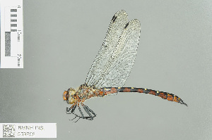  (Syncordulia venator - RMNH.INS.559705)  @13 [ ] CreativeCommons - Attribution Non-Commercial Share-Alike (2013) Unspecified Naturalis Biodiversity Center