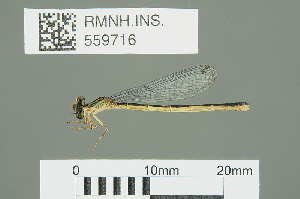  ( - RMNH.INS.559716)  @13 [ ] CreativeCommons - Attribution Non-Commercial Share-Alike (2013) Unspecified Naturalis Biodiversity Center