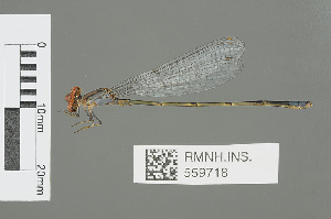  (Pseudagrion sublacteum - RMNH.INS.559718)  @14 [ ] CreativeCommons - Attribution Non-Commercial Share-Alike (2013) Unspecified Naturalis Biodiversity Center