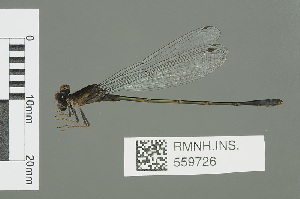  (Pseudagrion hamoni - RMNH.INS.559726)  @14 [ ] CreativeCommons - Attribution Non-Commercial Share-Alike (2013) Unspecified Naturalis Biodiversity Center