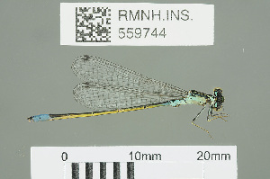  ( - RMNH.INS.559744)  @14 [ ] CreativeCommons - Attribution Non-Commercial Share-Alike (2013) Unspecified Naturalis Biodiversity Center