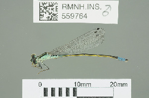  ( - RMNH.INS.559764)  @14 [ ] CreativeCommons - Attribution Non-Commercial Share-Alike (2013) Unspecified Naturalis Biodiversity Center