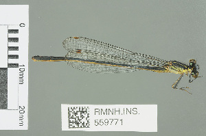  (Pseudagrion spernatum - RMNH.INS.559771)  @14 [ ] CreativeCommons - Attribution Non-Commercial Share-Alike (2013) Unspecified Naturalis Biodiversity Center