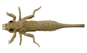  (Aphylla angustifolia cf - WH-DCR-0008)  @11 [ ] CreativeCommons - Attribution Non-Commercial Share-Alike (2016) William Haber Instuituto Nacional de Biodiversidad