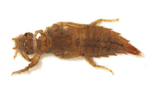  (Phyllogomphoides burgosi - WH-DCR-234)  @11 [ ] Attribution-NonCommercial-ShareAlike CC BY-NC-SA (2022) William Haber Universidad de Costa Rica