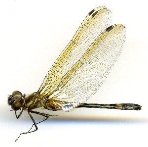  (Macrothemis delia - WH-DCR-448)  @11 [ ] Attribution-NonCommercial-ShareAlike CC BY-NC-SA (2025) William Haber Universidad de Costa Rica