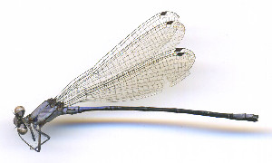  ( - WH-DCR-507)  @11 [ ] Attribution-NonCommercial-ShareAlike CC BY-NC-SA (2025) William Haber University of Costa Rica