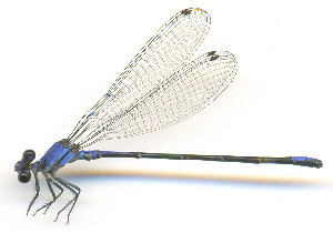  ( - WH-DCR-508)  @11 [ ] Attribution-NonCommercial-ShareAlike CC BY-NC-SA (2025) William Haber University of Costa Rica