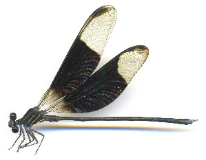  ( - WH-DCR-510)  @11 [ ] Attribution-NonCommercial-ShareAlike CC BY-NC-SA (2025) William Haber University of Costa Rica