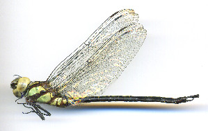  ( - WH-DCR-513)  @11 [ ] Attribution-NonCommercial-ShareAlike CC BY-NC-SA (2025) William Haber University of Costa Rica