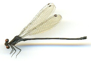  (Argia oenea - WH-DCR-519)  @11 [ ] Attribution-NonCommercial-ShareAlike CC BY-NC-SA (2025) William Haber University of Costa Rica