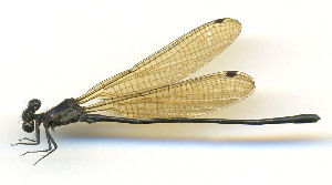  ( - WH-DCR-520)  @11 [ ] Attribution-NonCommercial-ShareAlike CC BY-NC-SA (2025) William Haber University of Costa Rica