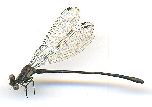  ( - WH-DCR-527)  @11 [ ] Attribution-NonCommercial-ShareAlike CC BY-NC-SA (2025) William Haber University of Costa Rica