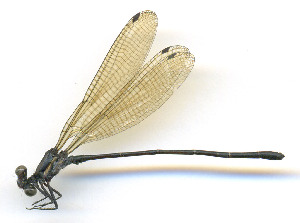  ( - WH-DCR-528)  @11 [ ] Attribution-NonCommercial-ShareAlike CC BY-NC-SA (2025) William Haber University of Costa Rica