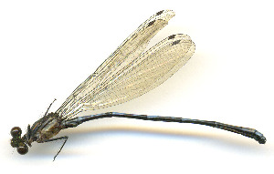  ( - WH-DCR-529)  @11 [ ] Attribution-NonCommercial-ShareAlike CC BY-NC-SA (2025) William Haber University of Costa Rica