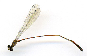  ( - WH-DCR-535)  @11 [ ] Attribution-NonCommercial-ShareAlike CC BY-NC-SA (2025) William Haber University of Costa Rica