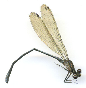  ( - WH-DCR-547)  @11 [ ] Attribution-NonCommercial-ShareAlike CC BY-NC-SA (2025) William Haber University of Costa Rica