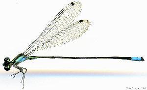  ( - WH-DCR-561)  @11 [ ] Attribution-NonCommercial-ShareAlike CC BY-NC-SA (2025) William Haber University of Costa Rica