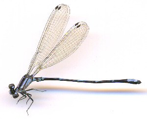  ( - WH-DCR-568)  @11 [ ] Attribution-NonCommercial-ShareAlike CC BY-NC-SA (2025) William Haber University of Costa Rica