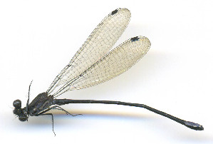  ( - WH-DCR-574)  @11 [ ] Attribution-NonCommercial-ShareAlike CC BY-NC-SA (2025) William Haber University of Costa Rica