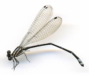  ( - WH-DCR-575)  @11 [ ] Attribution-NonCommercial-ShareAlike CC BY-NC-SA (2025) William Haber University of Costa Rica