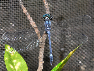  (Hylaeothemis indica - DRS 1)  @11 [ ] CreativeCommons  Attribution Non-Commercial Share-Alike (2017) Darshana M. Rathod Anand Agricultural University