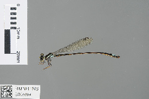  (Argiocnemis rubescens rubescens - RMNH.INS.500599)  @13 [ ] CreativeCommons - Attribution Non-Commercial Share-Alike (2013) Unspecified Naturalis, Biodiversity Centre
