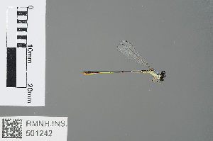  (Agriocnemis femina - RMNH.INS.501242)  @14 [ ] CreativeCommons - Attribution Non-Commercial Share-Alike (2013) Unspecified Naturalis, Biodiversity Centre
