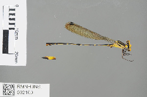  (Heteragrion bickorum - RMNH.INS.502100)  @12 [ ] CreativeCommons - Attribution Non-Commercial Share-Alike (2013) Unspecified Naturalis, Biodiversity Centre