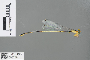  (Amphicnemis ecornuta - RMNH.INS.503580)  @13 [ ] CreativeCommons - Attribution Non-Commercial Share-Alike (2013) Unspecified Naturalis, Biodiversity Centre