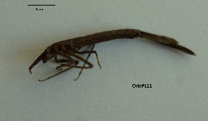  ( - OdoPL11)  @11 [ ] CreativeCommons - Attribution Non-Commercial No Derivatives (2018) Grzegorz Tonczyk University of Lodz, Faculty of Biology and Environmental Protection