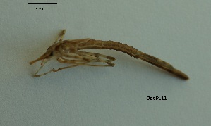  ( - OdoPL12)  @11 [ ] CreativeCommons - Attribution Non-Commercial No Derivatives (2018) Grzegorz Tonczyk University of Lodz, Faculty of Biology and Environmental Protection
