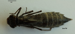  ( - OdoPL9)  @11 [ ] CreativeCommons - Attribution Non-Commercial No Derivatives (2018) Grzegorz Tonczyk University of Lodz, Faculty of Biology and Environmental Protection