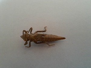  ( - OdoQC007)  @11 [ ] Unspecified (default): All Rights Reserved  Unspecified Unspecified
