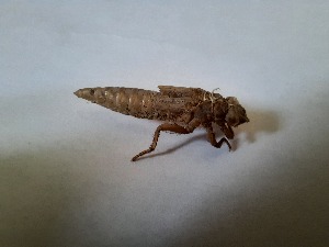  ( - OdoQC028)  @11 [ ] Unspecified (default): All Rights Reserved  Unspecified Unspecified