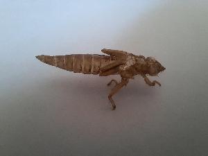  ( - OdoQC029)  @11 [ ] Unspecified (default): All Rights Reserved  Unspecified Unspecified