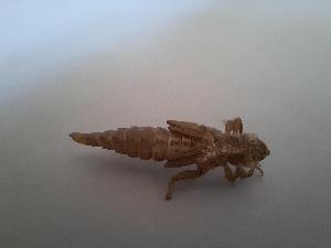  ( - OdoQC033)  @11 [ ] Unspecified (default): All Rights Reserved  Unspecified Unspecified