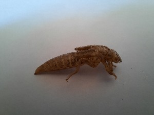  ( - OdoQC034)  @11 [ ] Unspecified (default): All Rights Reserved  Unspecified Unspecified